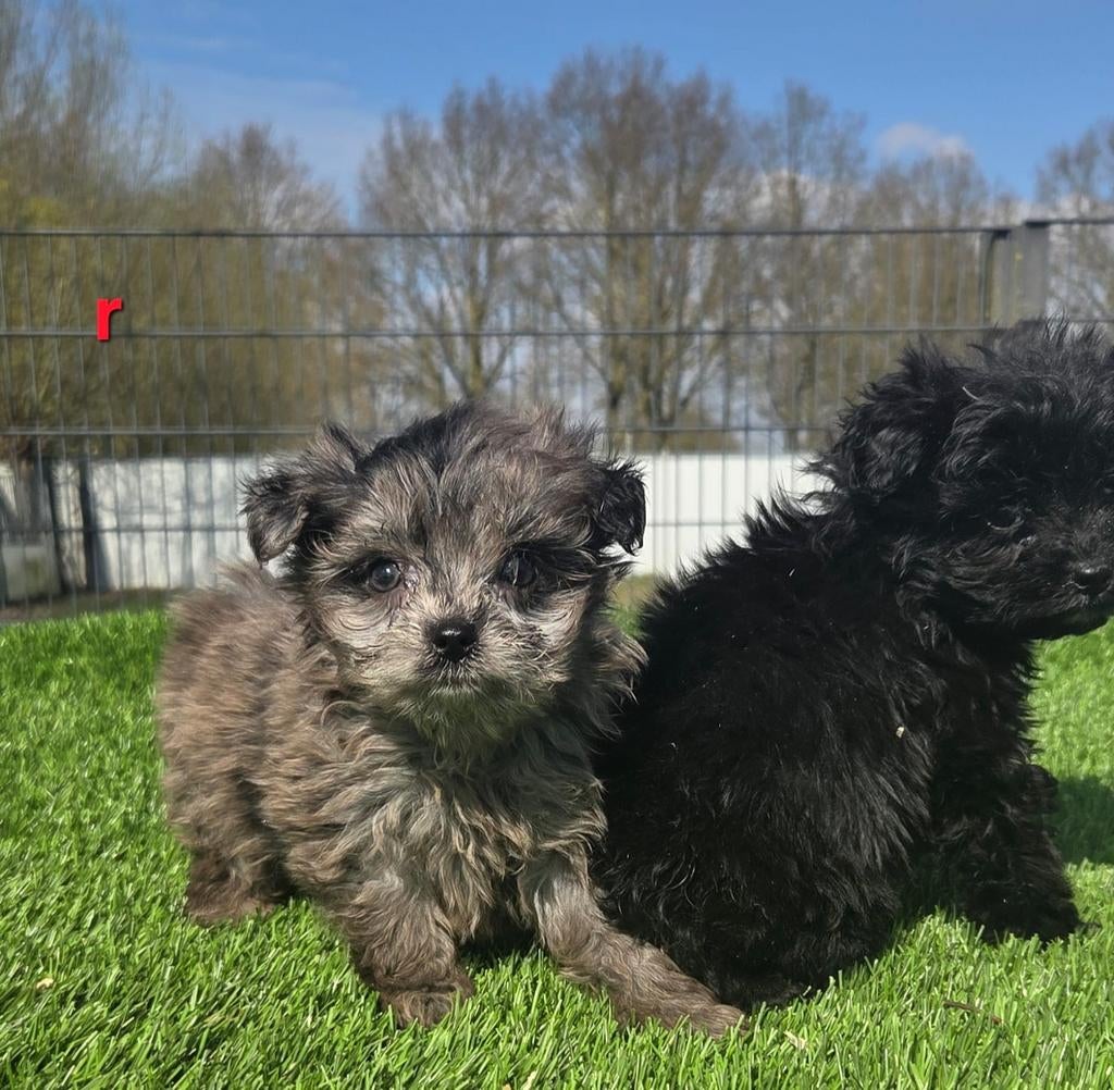 POMAPOO PUPS  (pomeriaan x dwerg poedel), Parvo, Nederland, 8 tot 15 weken, Meerdere