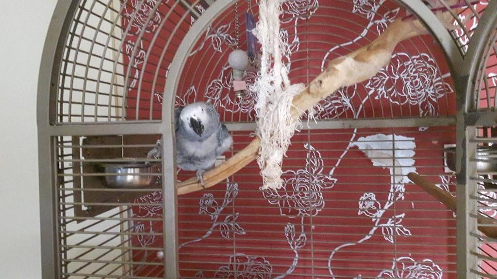 Grijze roodstaart papegaai, Dieren en Toebehoren, Vogels | Parkieten en Papegaaien, Geslacht onbekend, Papegaai, Pratend