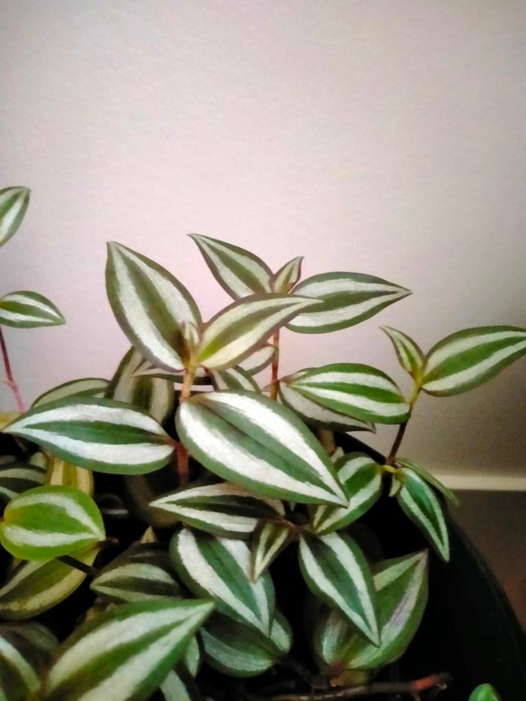 Grote pot met plant, Huis en Inrichting, Kamerplanten, Ophalen of Verzenden, Halfschaduw, Minder dan 100 cm