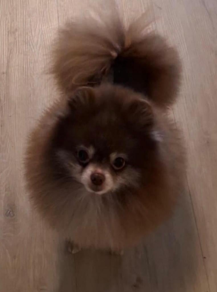 Pomeranian/ dwergkees choco dekreu ( niet te koop), Parvo, Particulier, Reu, Buitenland
