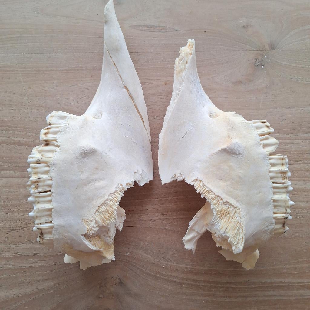 Kaak incl. tanden van schedel hert, Ophalen of Verzenden, Gebruikt, Hert, Schedel