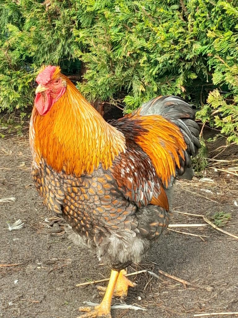 Broedeieren Grote wyandotte, Dieren en Toebehoren, Pluimvee, Geslacht onbekend, Kip