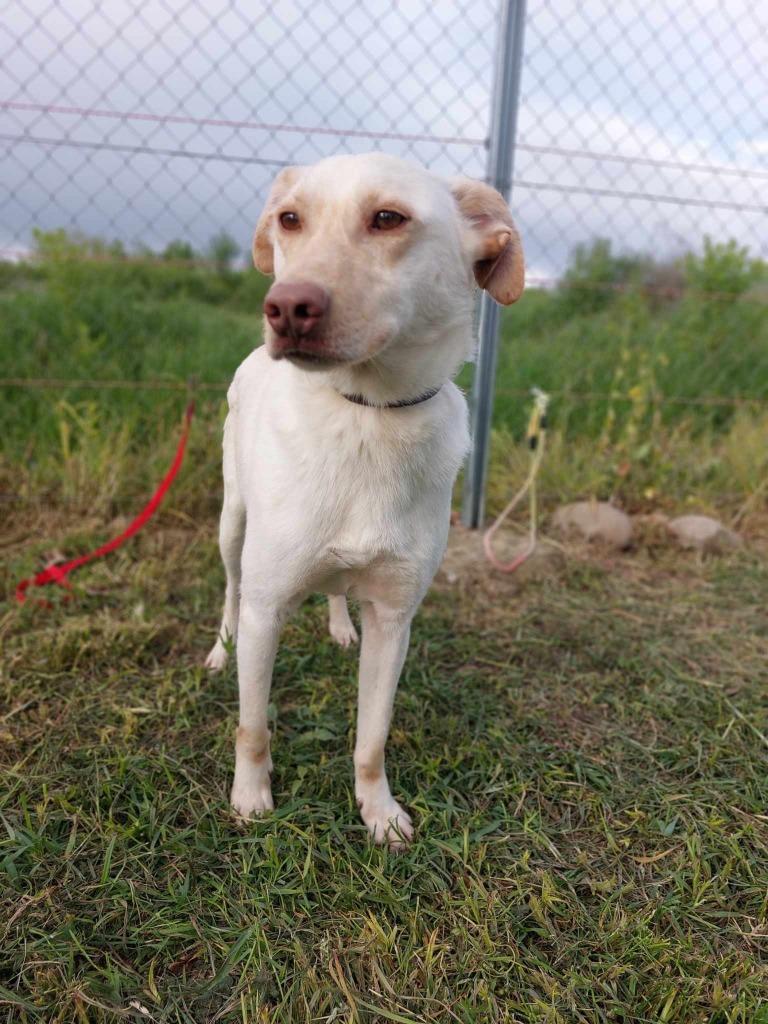 CHESTER MENSGERICHTE REU, MIDDELMAAT, ZOEKT WANDELVRIEND(IN), Particulier, Reu, Buitenland, Parvo