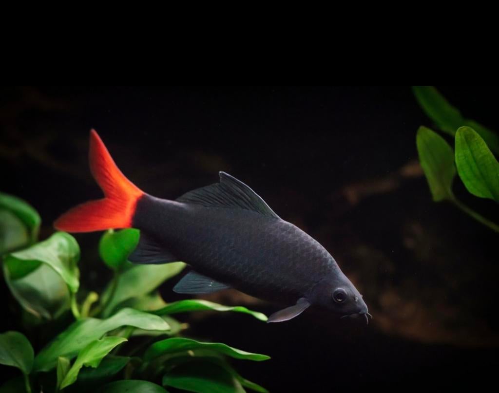 Vuurstaart labeo, Dieren en Toebehoren, Vissen | Aquariumvissen, Vis