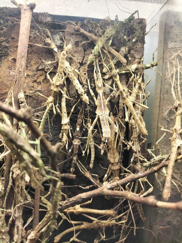 Te koop wandelende takken Sungaya inexpectata, Wandelende tak