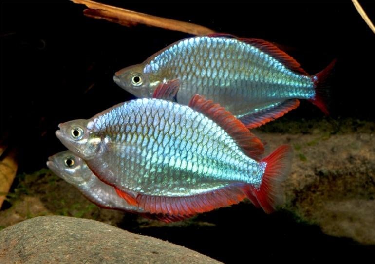 Melanotaenia Preacox -Diamantregenboogvis- Koidream Valburg, Dieren en Toebehoren, Vissen | Aquariumvissen, Vis, Zoetwatervis