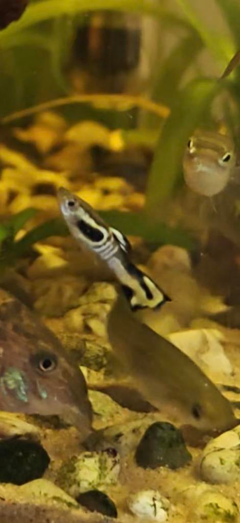 prachtige Yellow Tiger / Cobra Endler hybrides, Vis