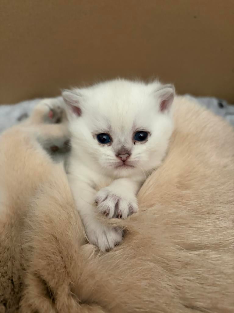 Britse korthaar kitten, Poes, Ontwormd, 0 tot 2 jaar