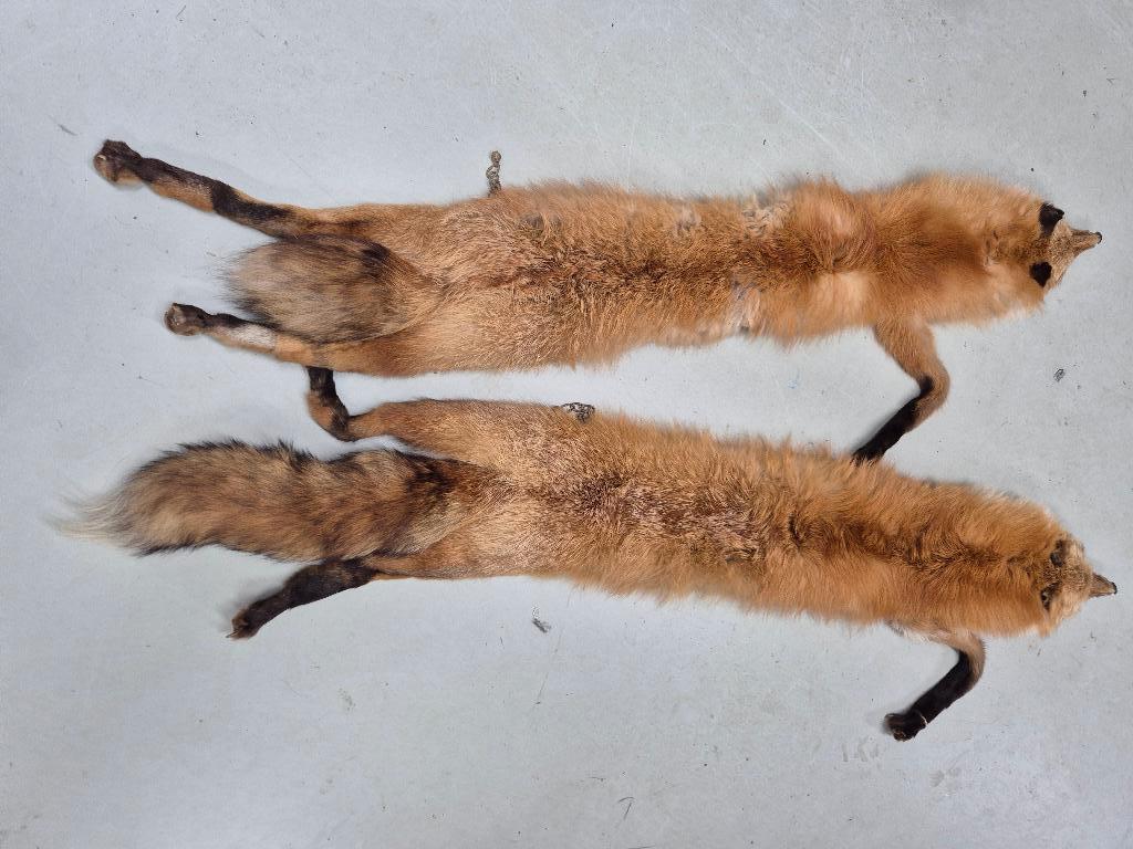 2 x Roodvos Vos stola, sjaal, Kleding | Dames, Verzenden, Gedragen, Maat 46/48 (XL) of groter, Overige kleuren