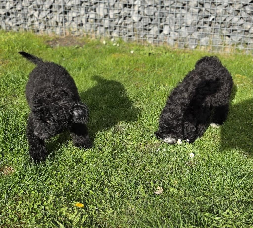 🥰 nog 2 leuke medium doodle x toy poedel pups reutjes 🥰, Parvo, 8 tot 15 weken, Meerdere, Nederland