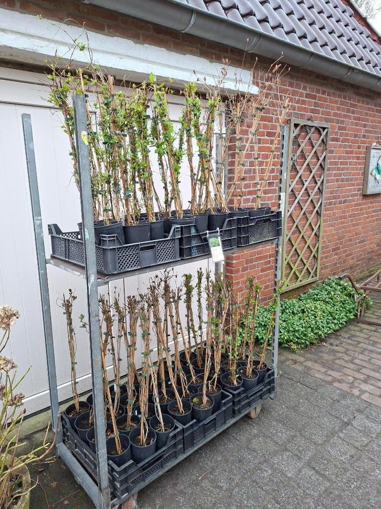 Diverse soorten Lonicera (Kamperfoelie) in pot!, Ophalen, Overige soorten, Struik, Minder dan 100 cm