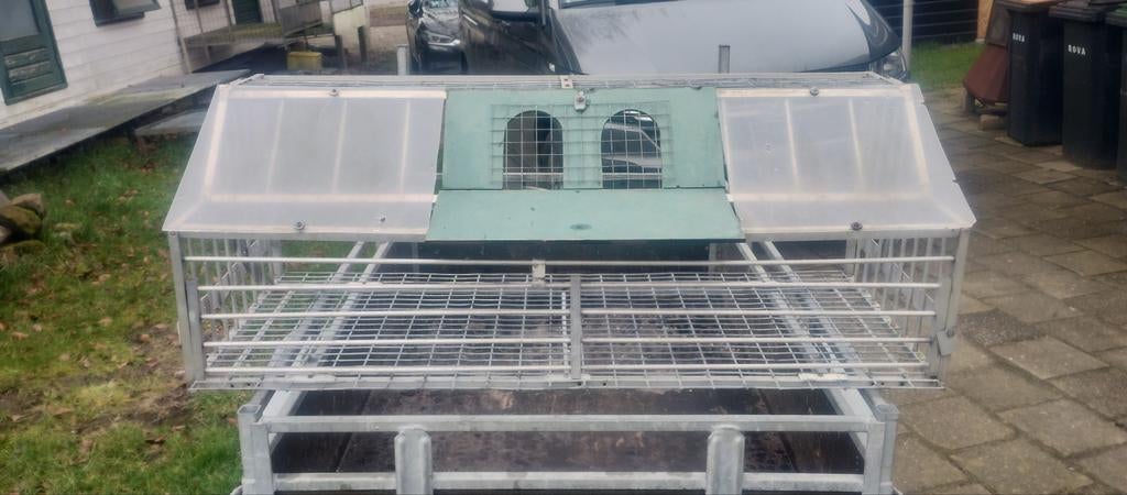 Spoetnik duiven, Meerdere dieren, Postduif