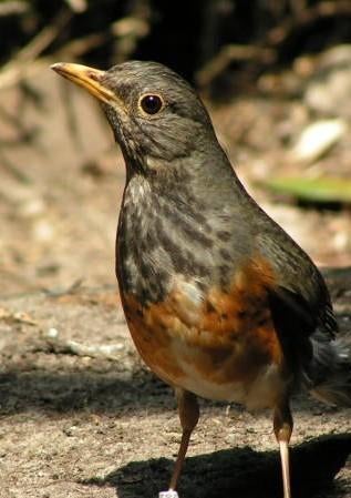 Zwartborstlijster pop ruilen tegen man, Vrouwelijk, Geringd