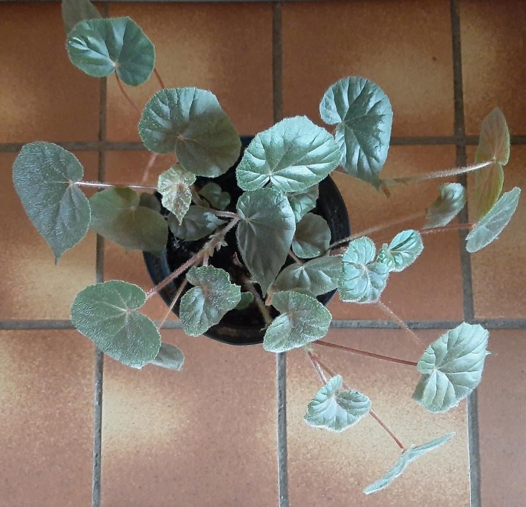 Begonia Oldemor x credneri, Huis en Inrichting, Kamerplanten, Minder dan 100 cm, Groene kamerplant, Halfschaduw, Ophalen