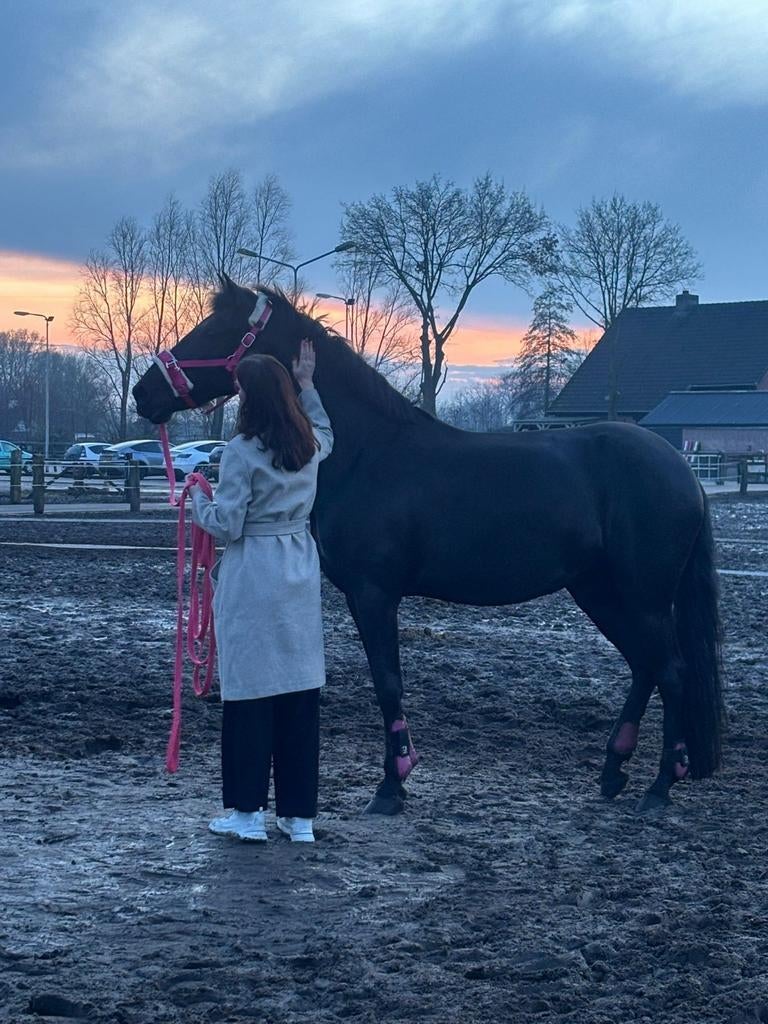 Berijdster aangeboden, Ophalen of Verzenden, Nieuw