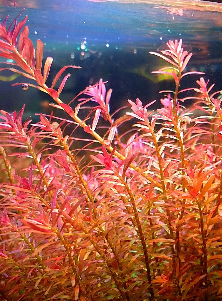 Te koop: Rotala H’ra stekken (gezonde aquariumplanten), Dieren en Toebehoren, Vissen | Aquaria en Toebehoren, Zo goed als nieuw