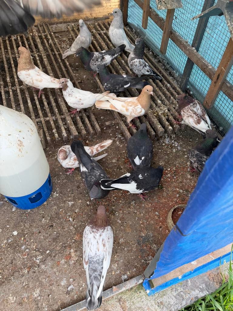 Hoogvliegen duiven, Meerdere dieren, Postduif