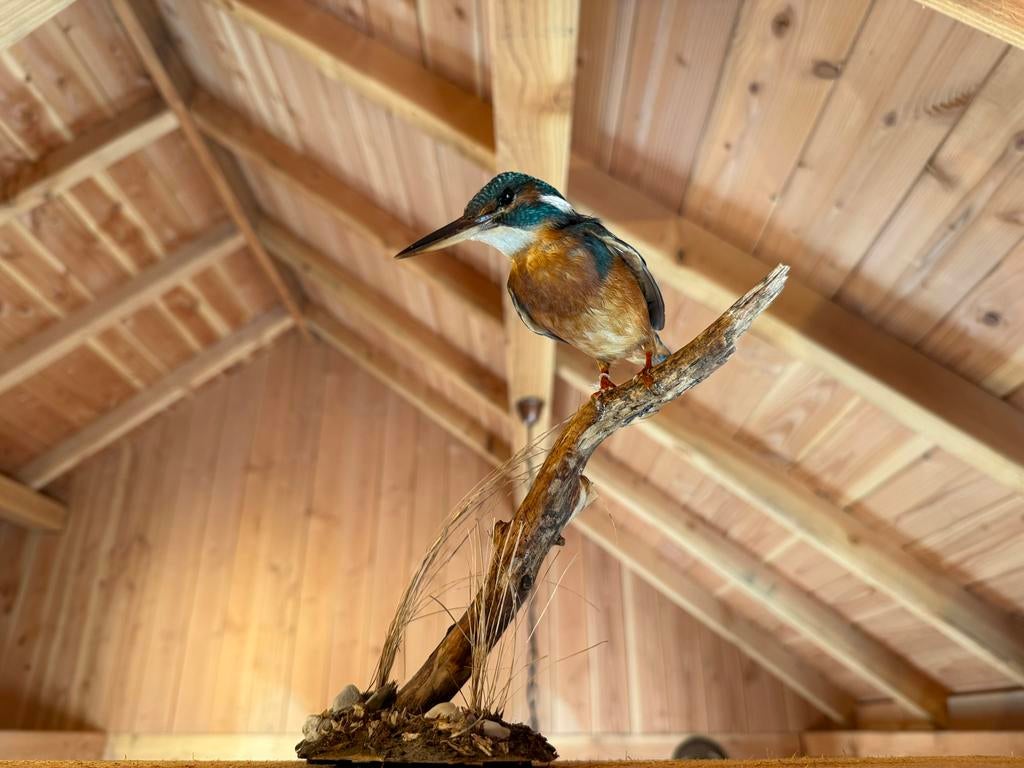 Zeldzame opgezette ijsvogel met pootring, Ophalen, Zo goed als nieuw, Vogel, Opgezet dier