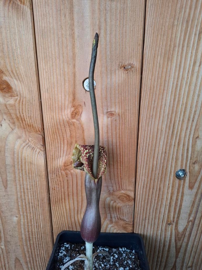 Sauromatum venosum., Tuin en Terras, Planten | Tuinplanten, Ophalen of Verzenden, Overige soorten, Volle zon