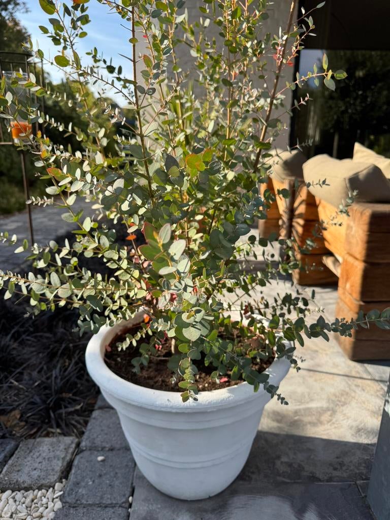 Grote Eucalyptus plant in Oude Franse Terracotta pot, Ophalen