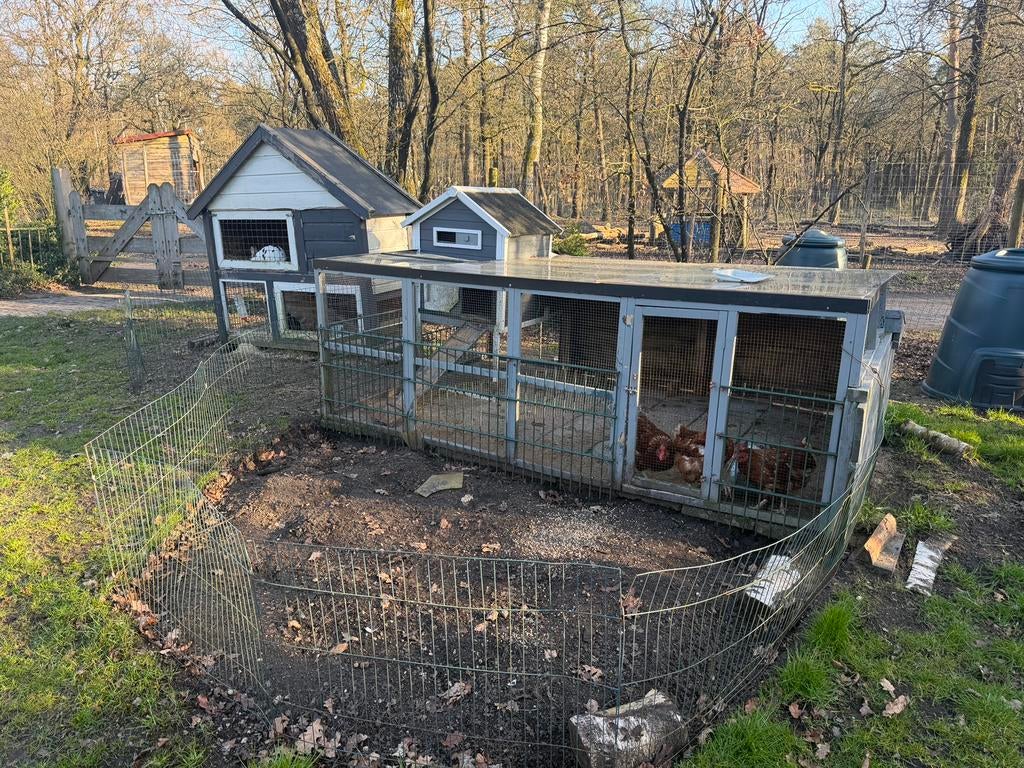 Aangeboden: kippenhok, ren en 3 leghennen, Ophalen, Zo goed als nieuw, Kippenhok of Kippenren