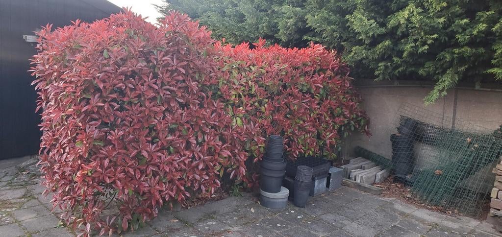 Heg te koop, photinia glansmispel red robin, Tuin en Terras, Ophalen