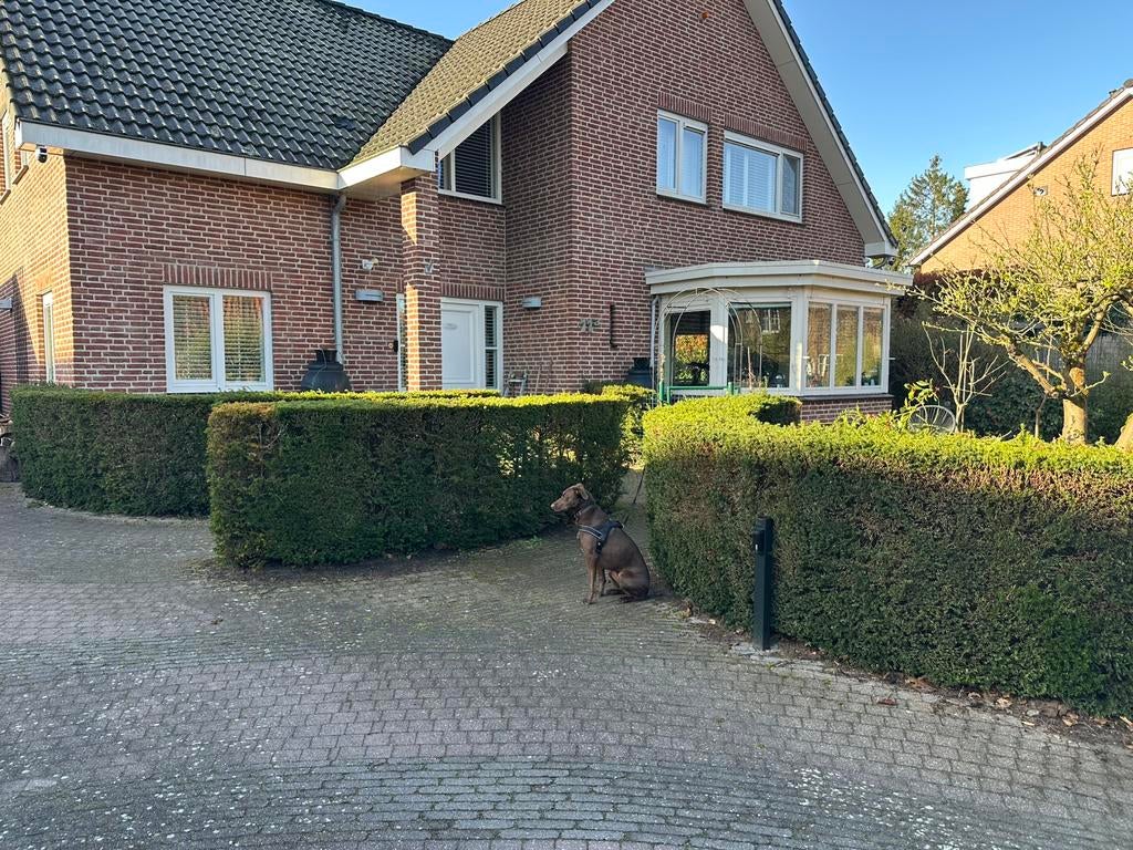 GRATIS 18m Taxushaag (+/- 50 stuks), Tuin en Terras, Planten | Struiken en Hagen, Ophalen, Taxus, Haag, 100 tot 250 cm