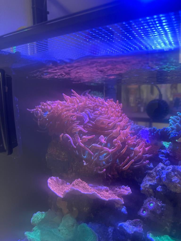 Anemoon ( denk 3 stuks), Dieren en Toebehoren, Ophalen, Plant(en), Steen of Hout