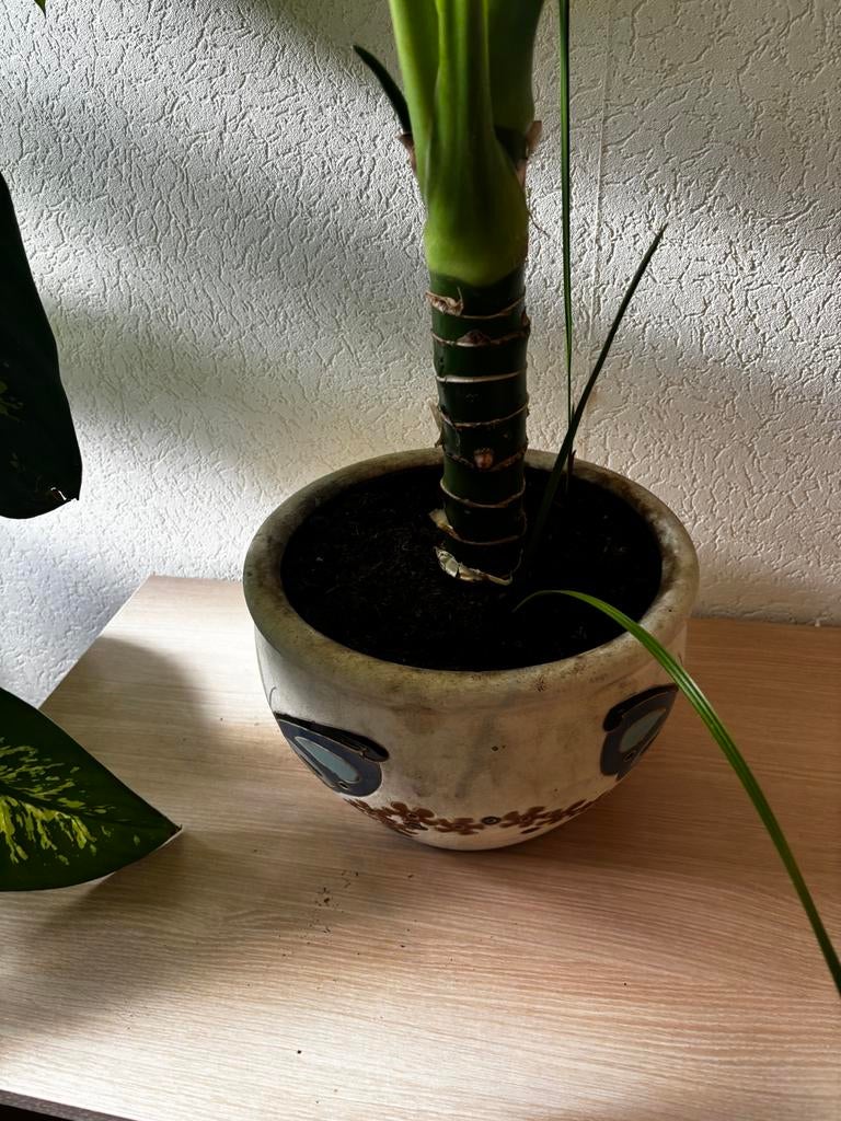 Grote Dieffenbachia kamerplant in pot, Ophalen, Overige soorten, Halfschaduw, In pot