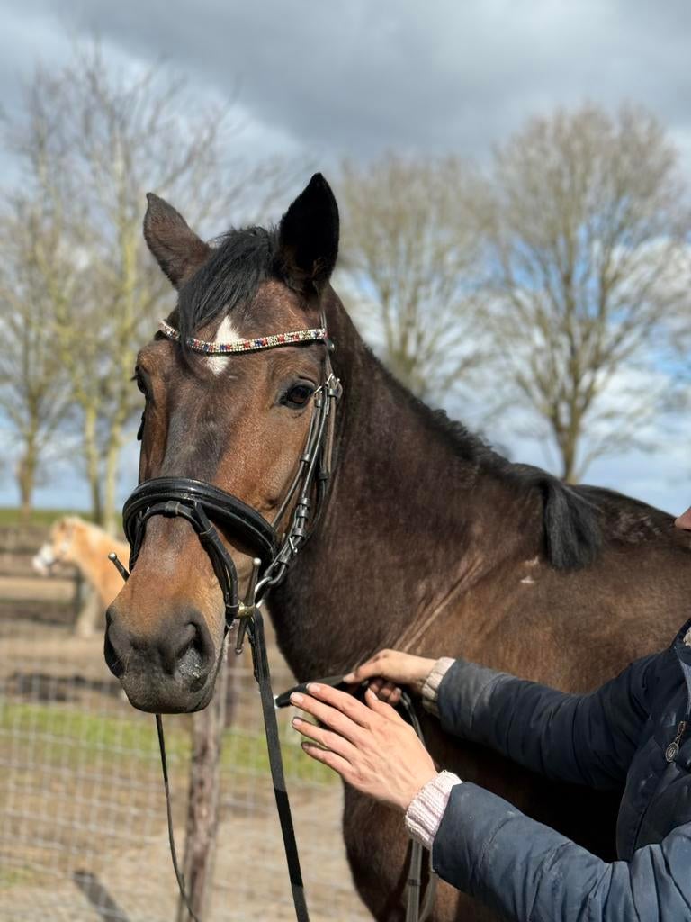Zangersheide Fokmerrie, Merrie, 11 jaar of ouder