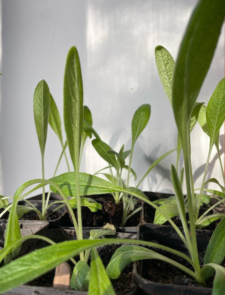 Artisjok Violet de Provence, Tuin en Terras, Planten | Tuinplanten, Vaste plant, Groenteplanten, Volle zon, Zomer, Ophalen