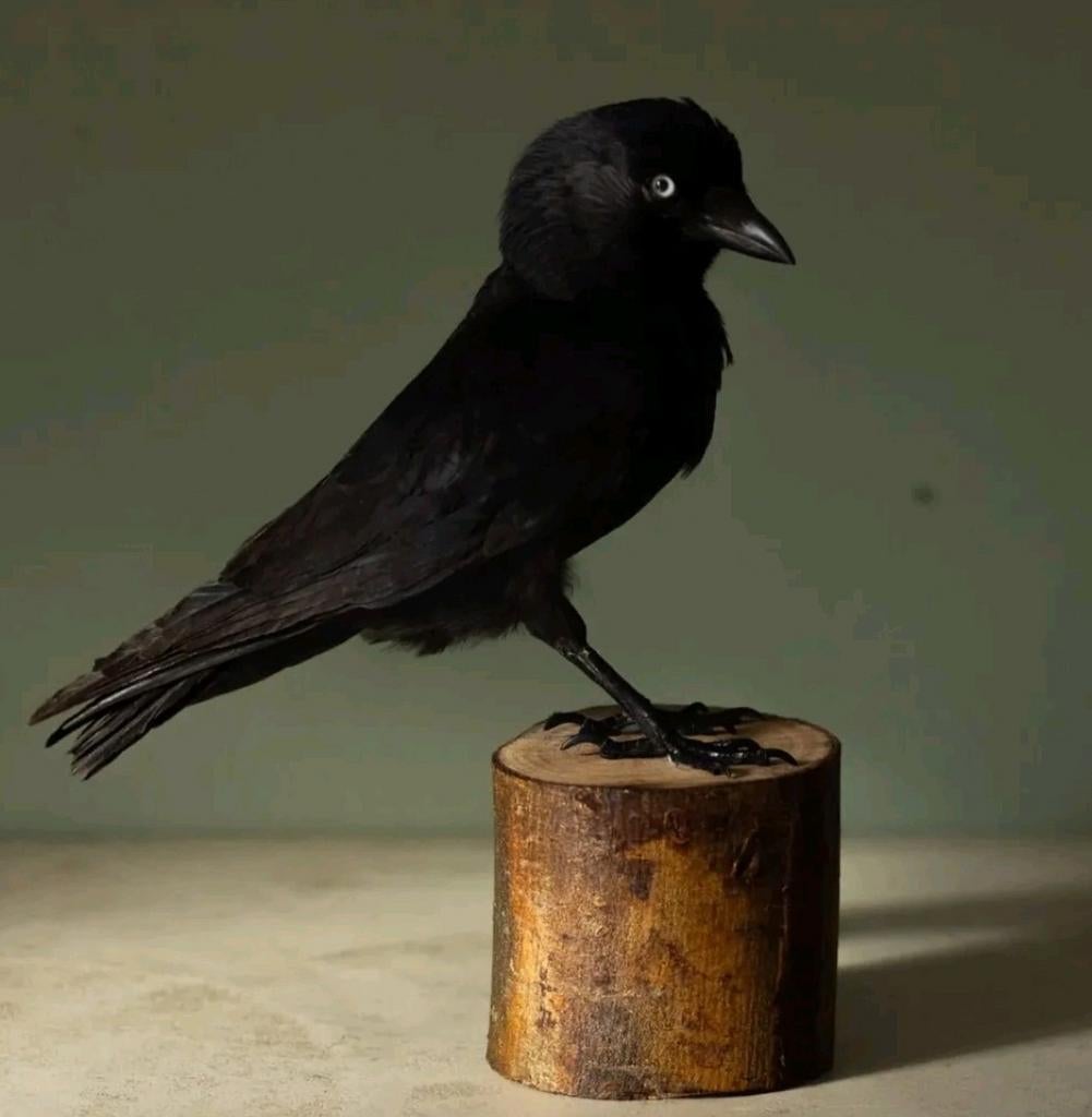 Opgezette kauw, Ophalen of Verzenden, Nieuw, Vogel, Opgezet dier