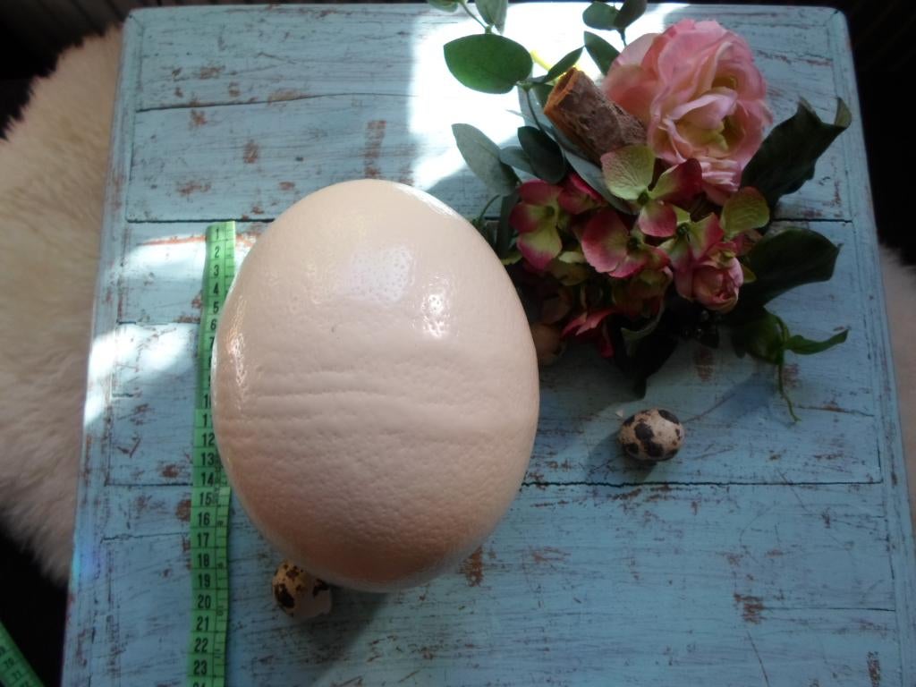 STRUISVOGEL EIEREN IN TOTAAL 4 STUKS., Ophalen of Verzenden