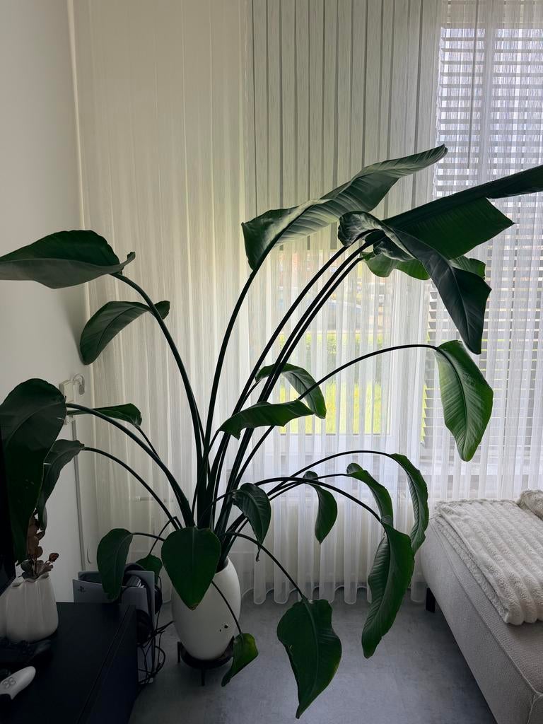 Grote Strelitzia Nicolai - Paradijsvogelplant, Ophalen of Verzenden