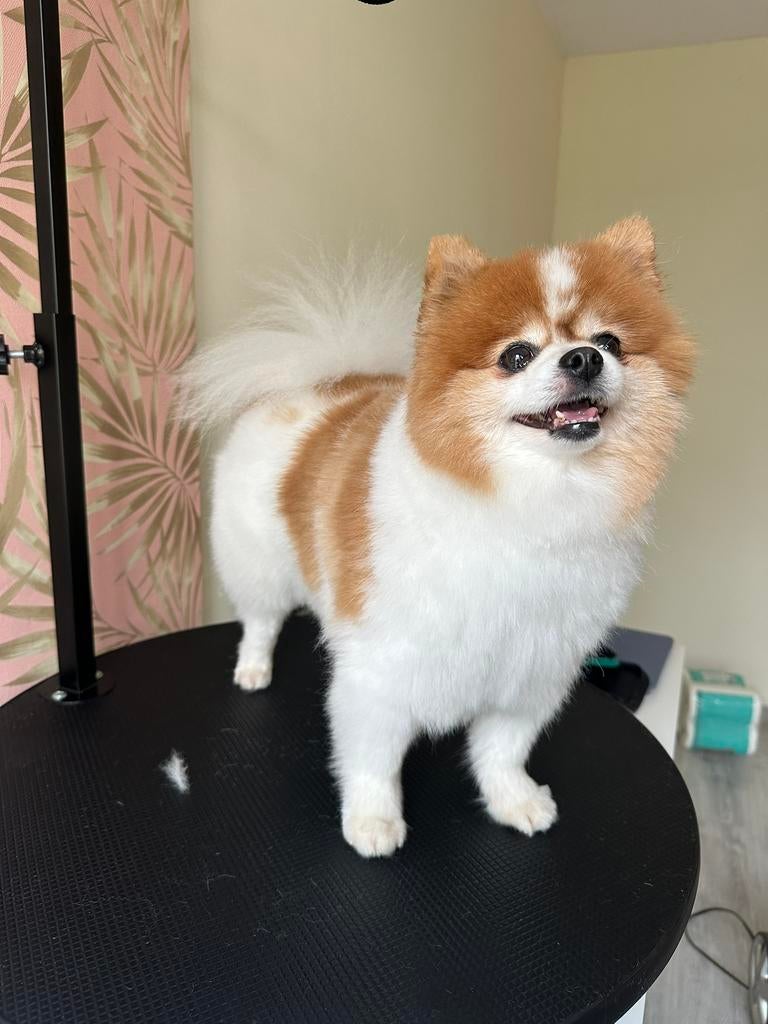 Rustige trimbeurt voor je Pomeriaan. Aan huis in Spijkenisse, Diensten en Vakmensen, Dieren | Honden | Verzorging, Oppas en Les