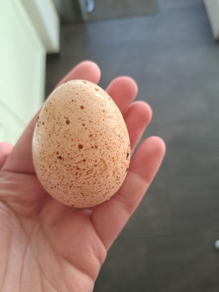Kalkoenen broedeieren, Dieren en Toebehoren, Kattenspeelgoed, Ophalen of Verzenden, Speeltunnel