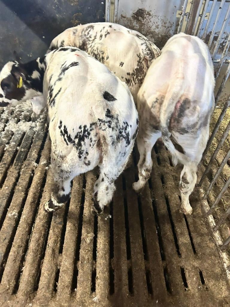 Zeer luxe blauwe vaarzen