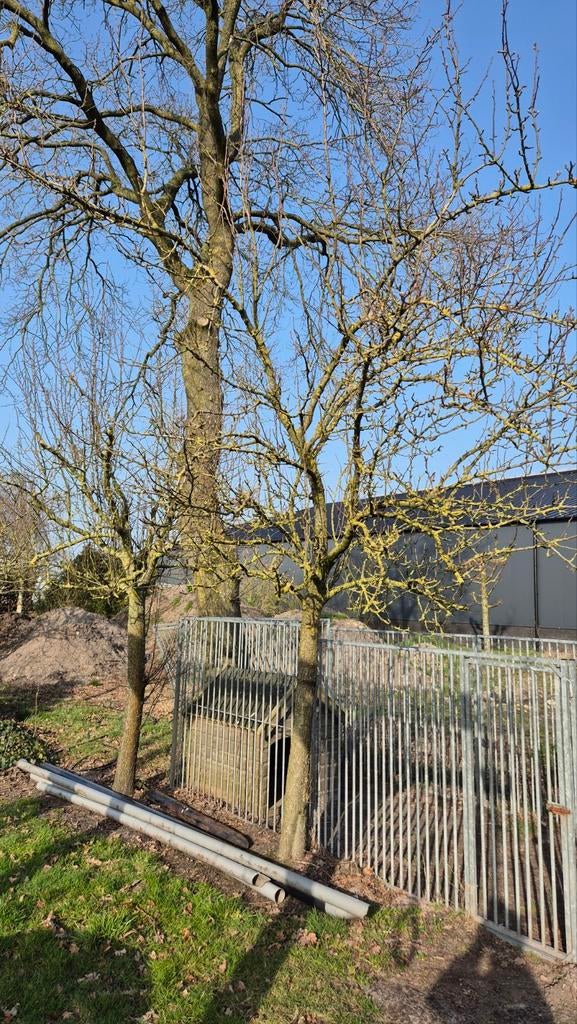 Conference perenboom – stamomtrek 40 cm – 3 m hoog, Tuin en Terras, Planten | Fruitbomen, Perenboom, 250 tot 400 cm, Volle zon