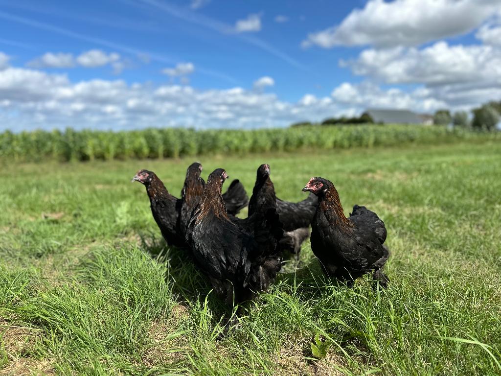 Jonge tamme Marans kippen gesekst en ingeënt, Vrouwelijk, Kip