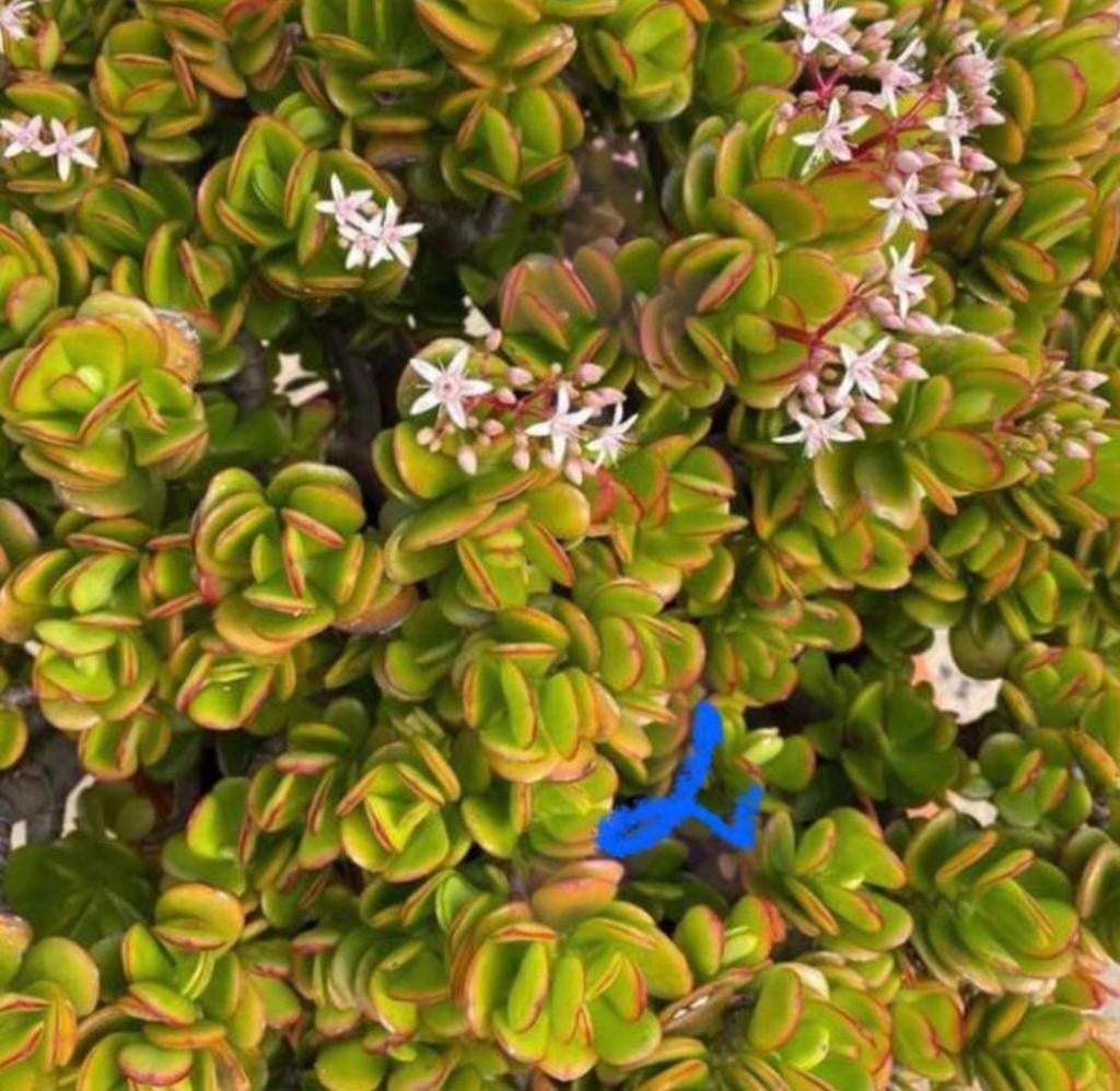Bio Crassula kamerplanten de geldboompjes stekjes, Huis en Inrichting, Kamerplanten, Vetplant, Ophalen of Verzenden, In pot, Minder dan 100 cm