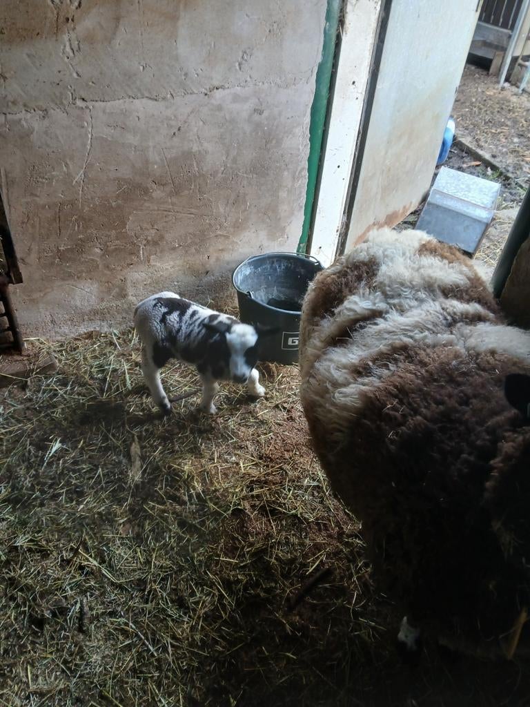 Fleslam, Vrouwelijk, Schaap, 0 tot 2 jaar