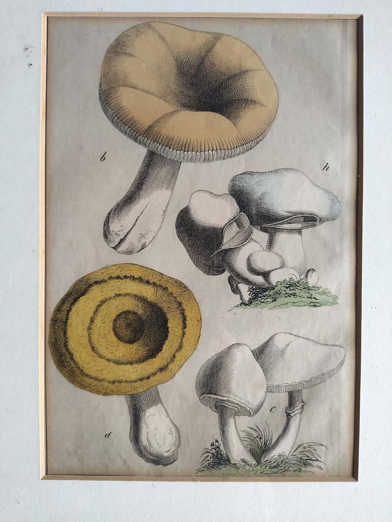 Ingelijste paddenstoelen tekening 1868, Ophalen