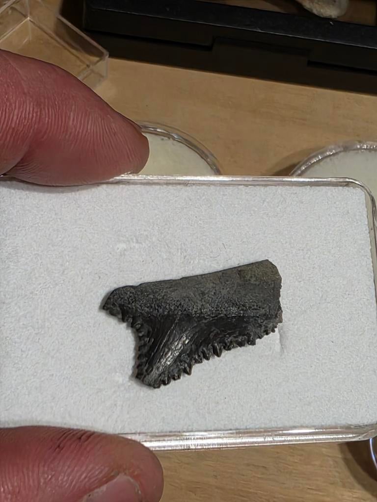 Zeldzame top kwaliteit edestus haaientand schaartandhaai, Ophalen of Verzenden, Fossiel