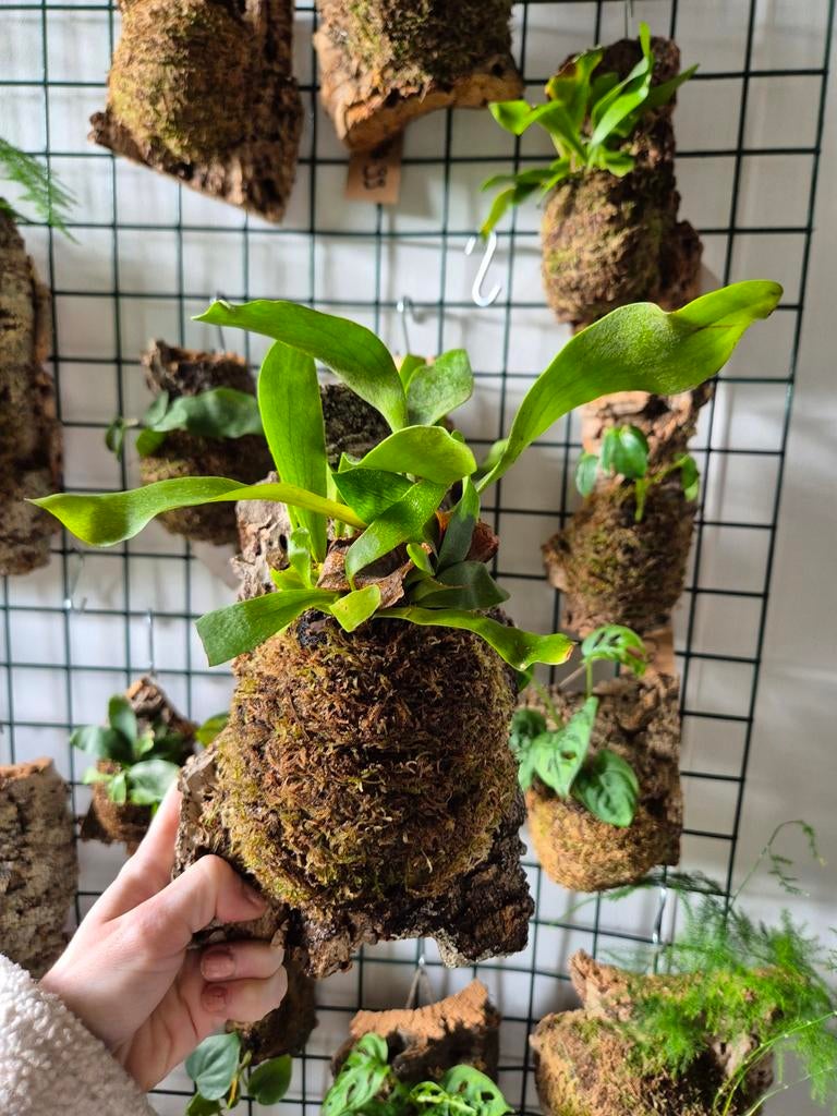 Hertshoorn op kurk, Overige soorten, Minder dan 100 cm, Groene kamerplant, Halfschaduw