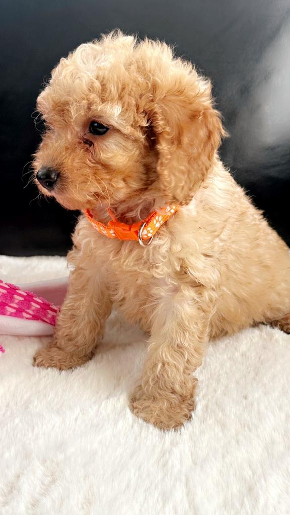 Toy poedel Zeer mooi abricot kleur !! Gezond !!, Poedel, 8 tot 15 weken, Teef, Meerdere