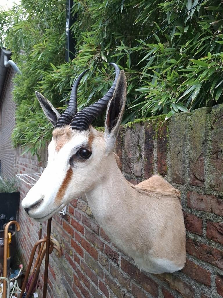 Opgezette kop Springbok afrika opgezet hert schedel gewei, Verzamelen, Dierenverzamelingen, Ophalen, Wild dier, Opgezet dier