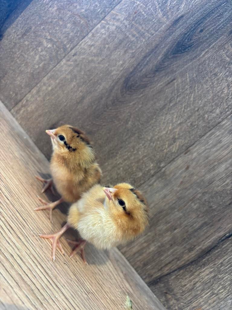 Bruine legkip kuikens, Dieren en Toebehoren, Pluimvee, Geslacht onbekend, Kip