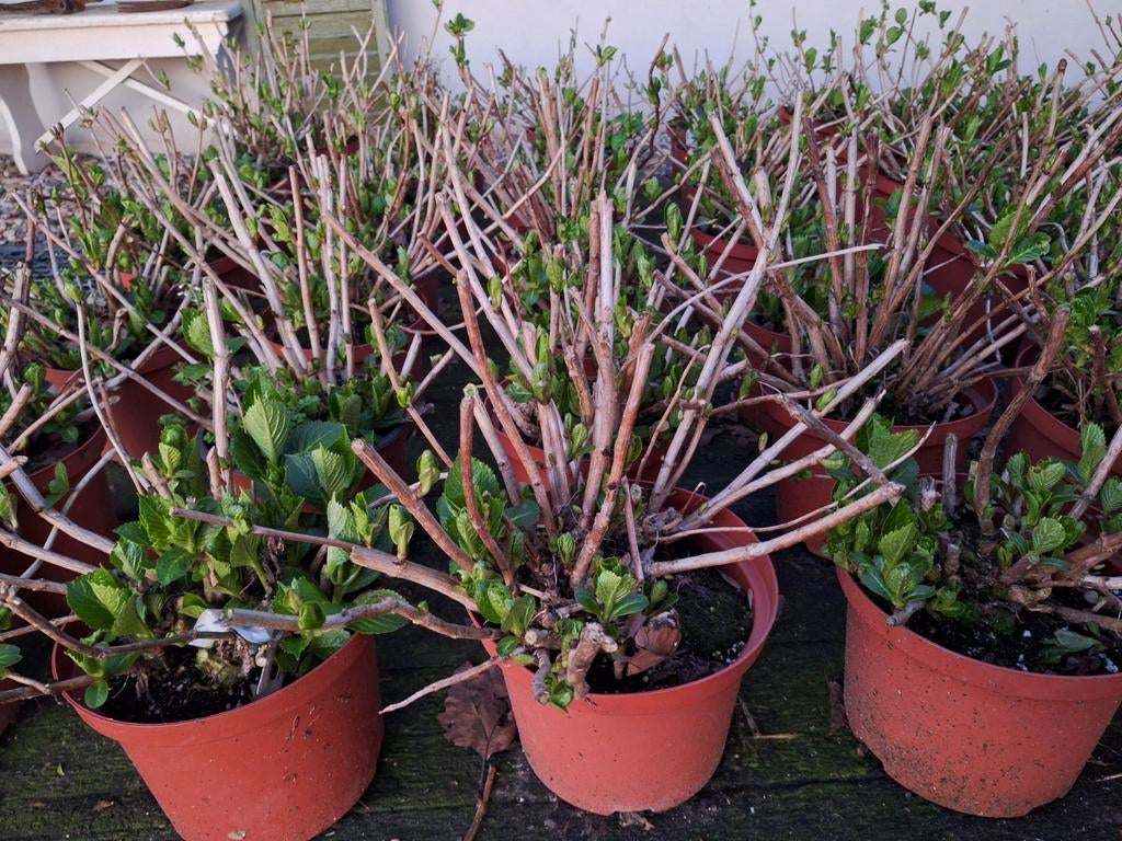 Hortensia s te koop, Tuin en Terras, Ophalen of Verzenden, Overige soorten, Halfschaduw