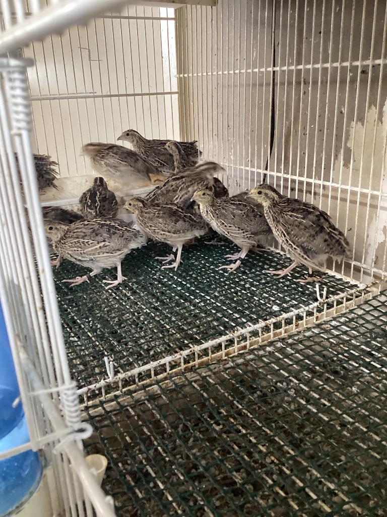 Europeese kwartels, Meerdere dieren, Geringd