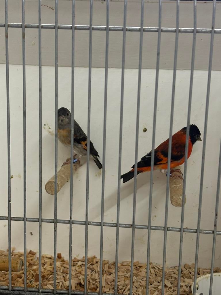 Zaterdagmorgen 11 april  in / verkoop vogels Kampen, Meerdere dieren